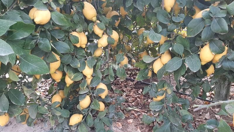 Finca/Landgut zu verkaufen in Alicante / Alacant Stadt - 5.000.000 € (Ref: 9495119)