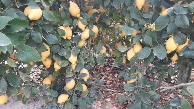 Finca/Landgut zu verkaufen in Paus - Poligono San Blas, Alicante / Alacant Stadt - 5.000.000 € (Ref: 9495119)