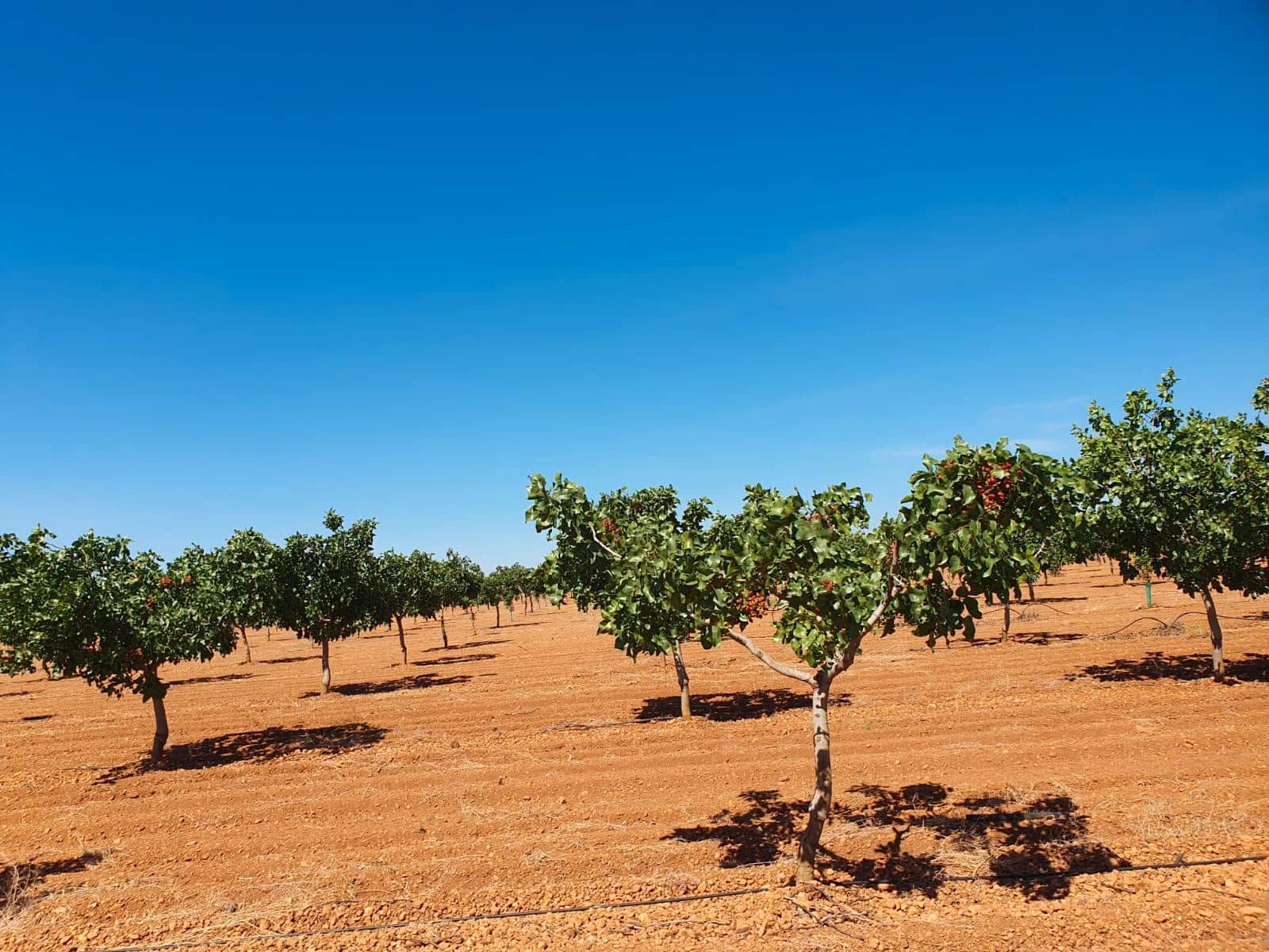 Finca/Country House for sale in Ciudad Real city - € 4,750,000 (Ref: 9495122)