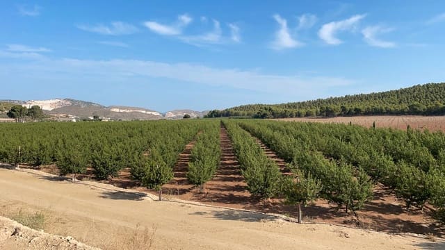 Finca/Casa Rural en Yecla en venta - 4.000.000 € (Ref: 9495123)