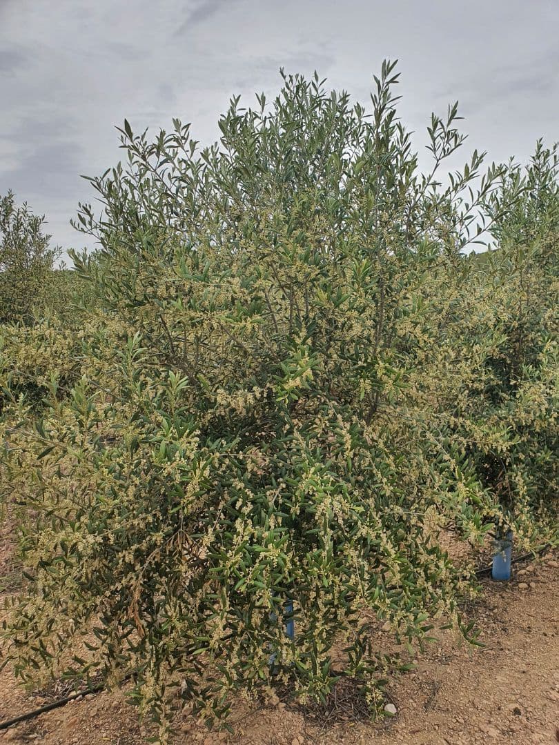 Finca/Country House for sale in Yecla - € 4,000,000 (Ref: 9495123)