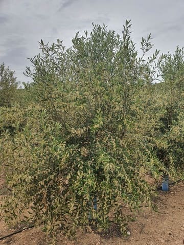 Finca/Casa Rural en Yecla en venta - 4.000.000 € (Ref: 9495123)