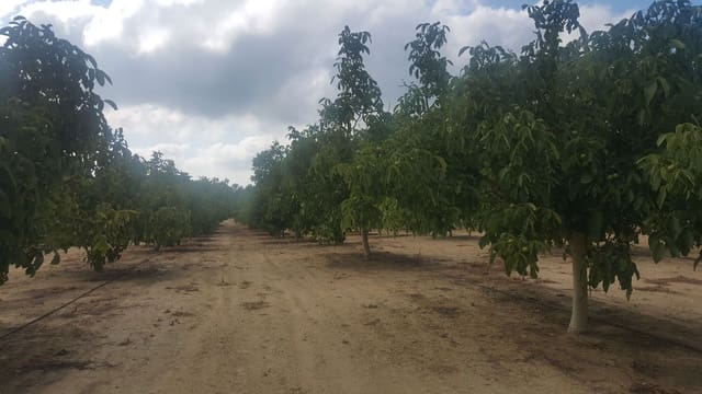 Finca/Landehus til salg i Moixent - € 750.000 (Ref: 9495124)