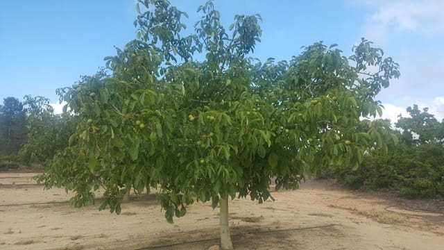 Finca/Landehus til salg i Moixent - € 750.000 (Ref: 9495124)