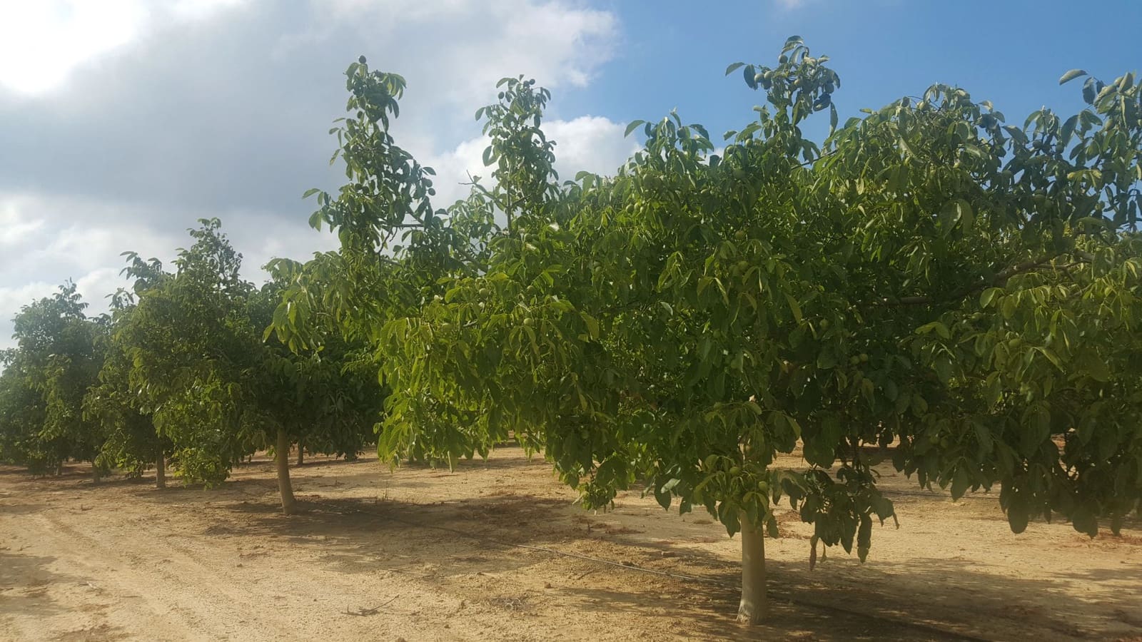 Finca/Landehus til salg i Moixent - € 750.000 (Ref: 9495124)