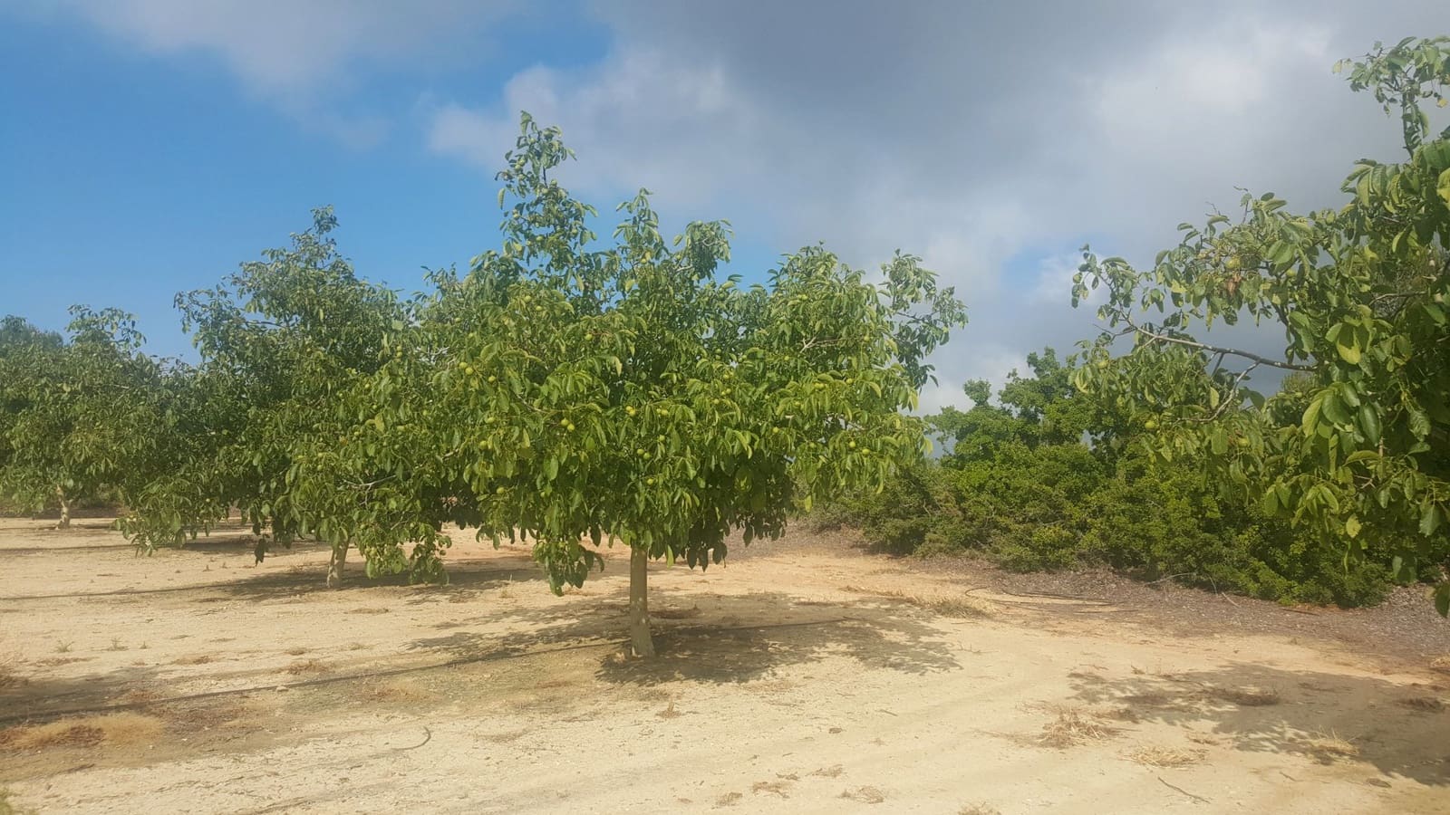 Finca/Landehus til salg i Moixent - € 750.000 (Ref: 9495124)