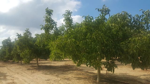 Finca/Landehus til salg i Moixent - € 750.000 (Ref: 9495124)