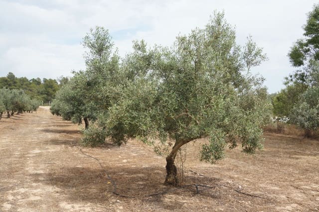 Finca/Landehus til salg i Moixent - € 750.000 (Ref: 9495124)