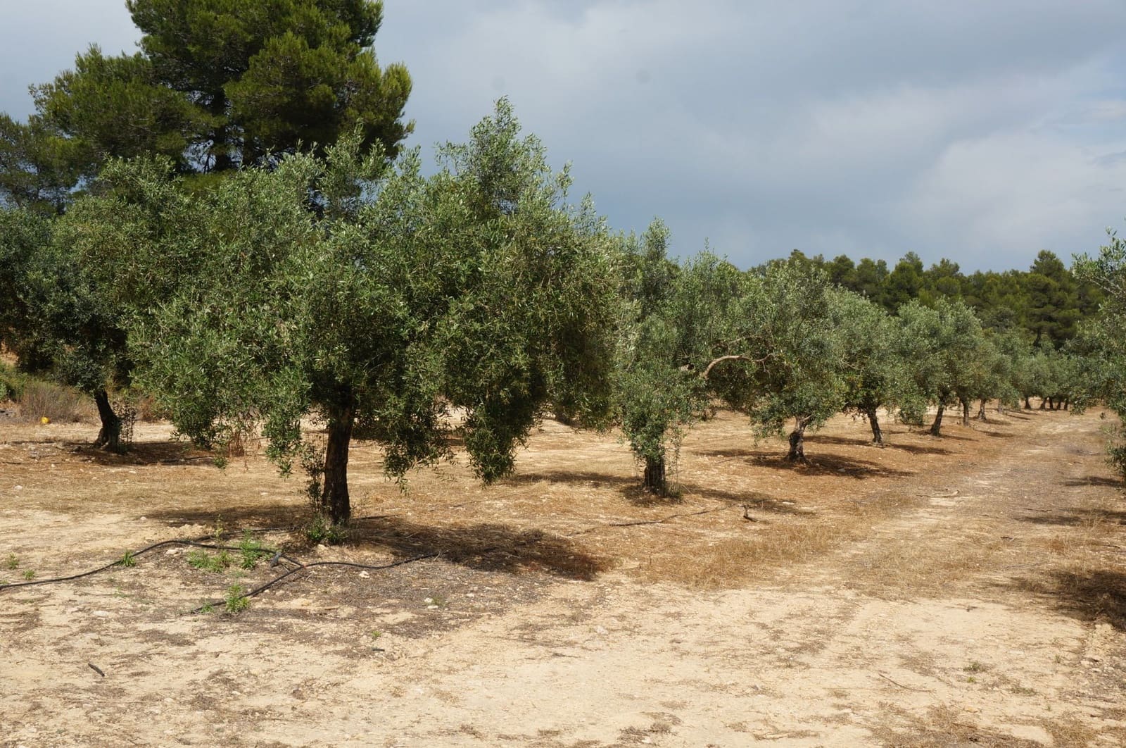 Finca/Landehus til salg i Moixent - € 750.000 (Ref: 9495124)