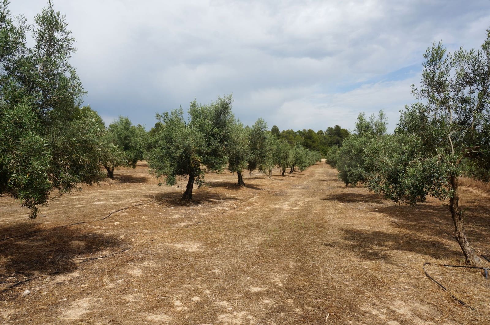 Finca/Landehus til salg i Moixent - € 750.000 (Ref: 9495124)