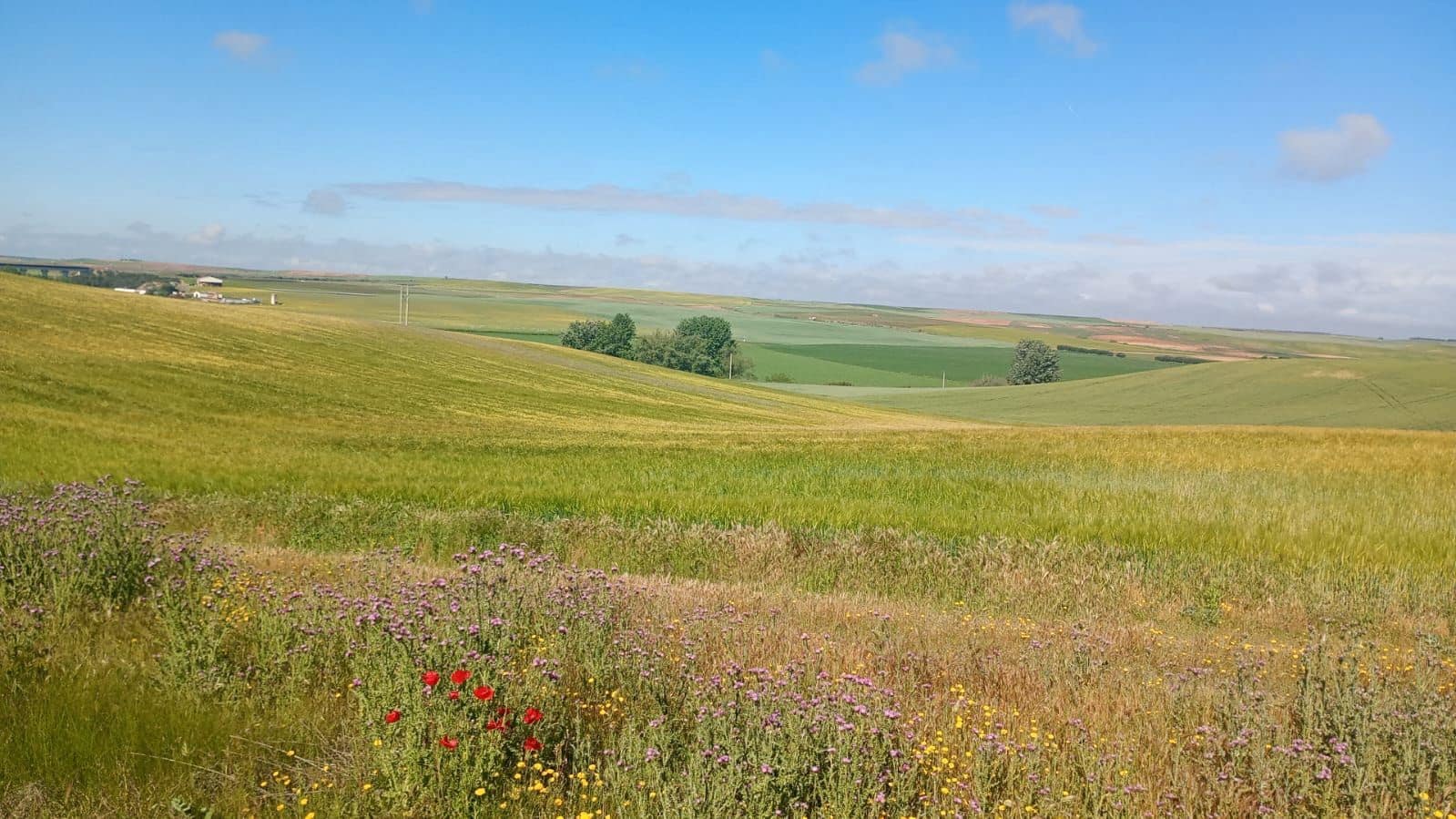 Finca/Casa di Campagna in vendita in Alcazar de San Juan - 9.000.000 € (Rif: 9516204)