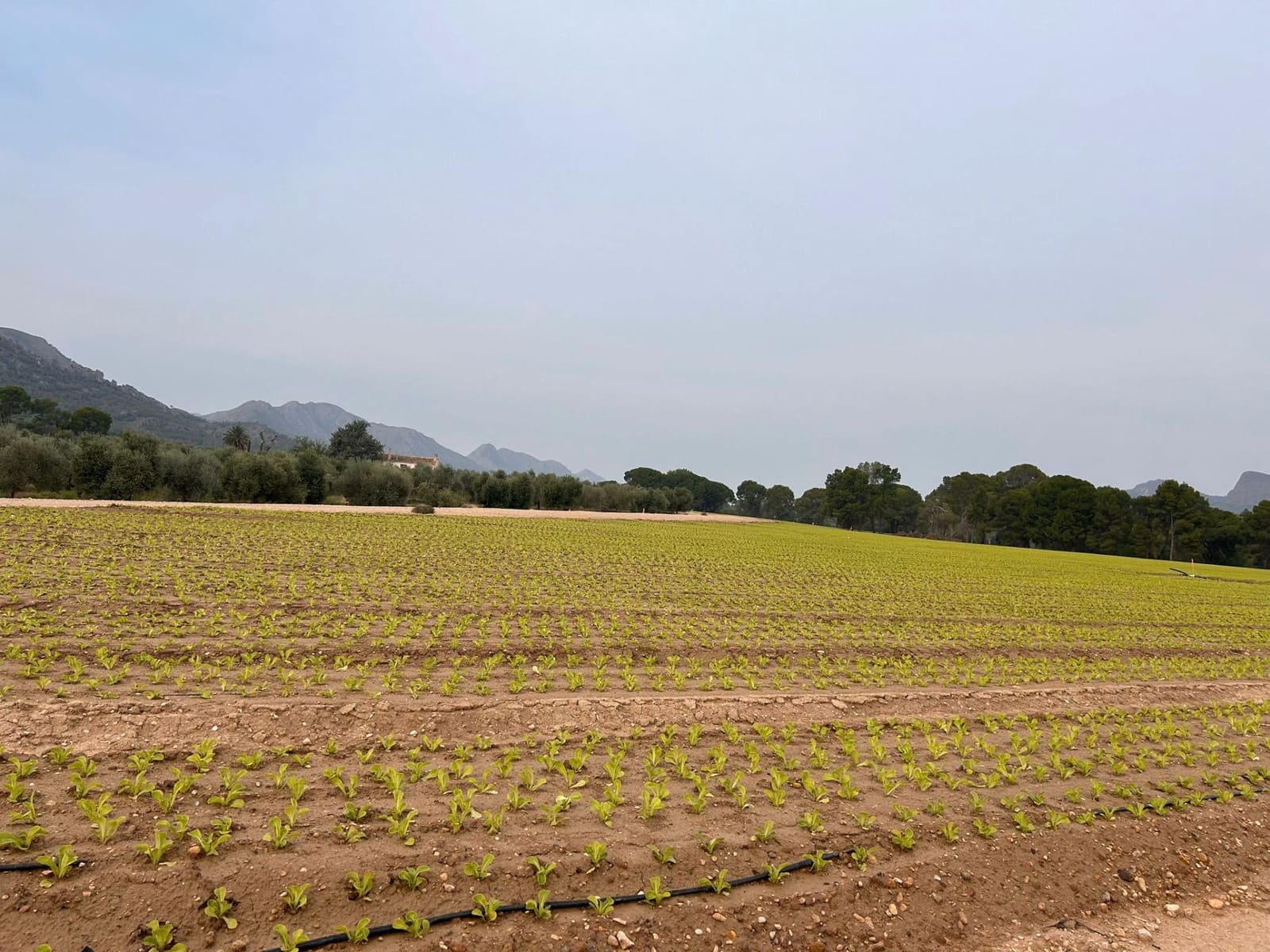 Finca/Casa di Campagna in vendita in Alcazar de San Juan - 9.000.000 € (Rif: 9516204)