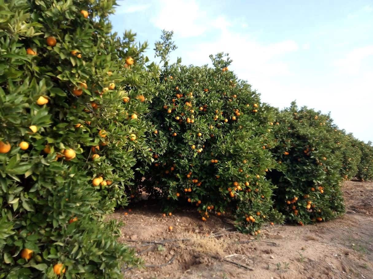 Finca/Landgut zu verkaufen in Orihuela - 1.650.000 € (Ref: 9571739)