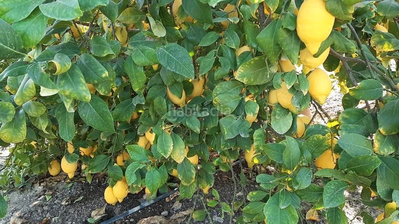 Finca/Landgut zu verkaufen in Orihuela - 1.650.000 € (Ref: 9571739)