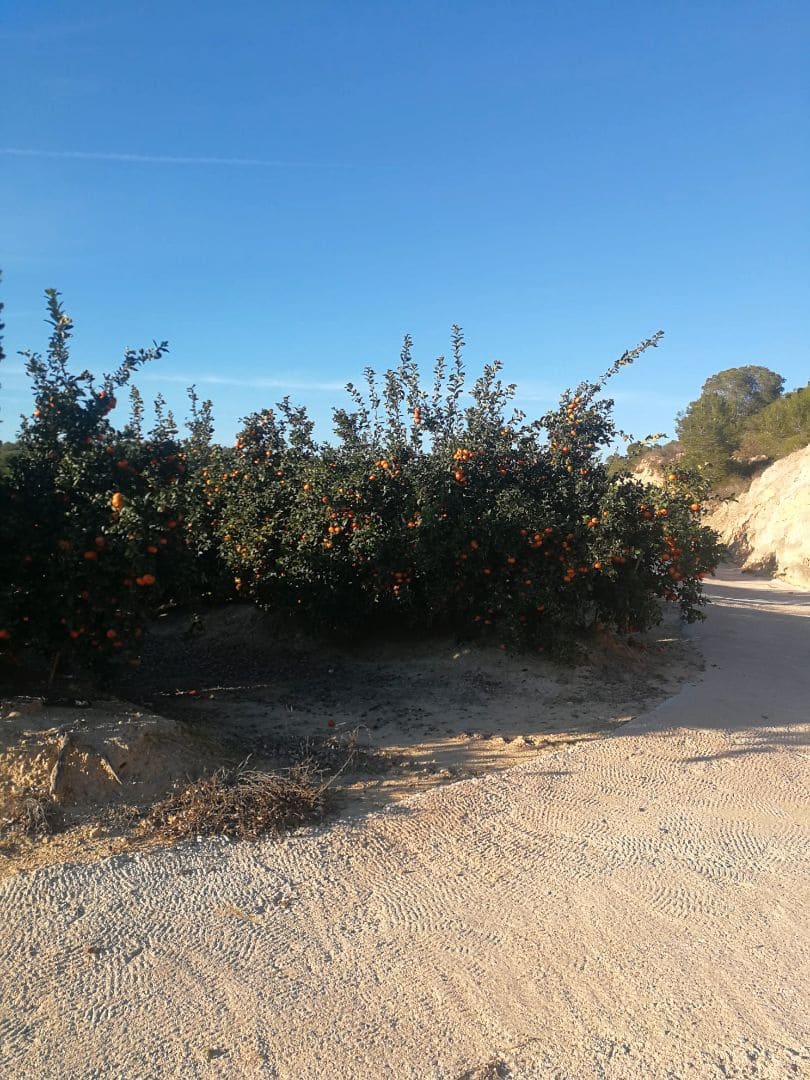 Finca/Landgut zu verkaufen in Orihuela - 1.650.000 € (Ref: 9571739)