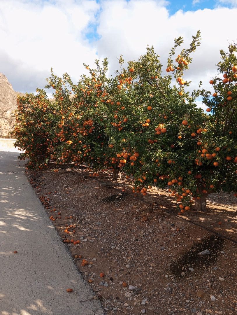 Finca/Landgut zu verkaufen in Orihuela - 1.650.000 € (Ref: 9571739)