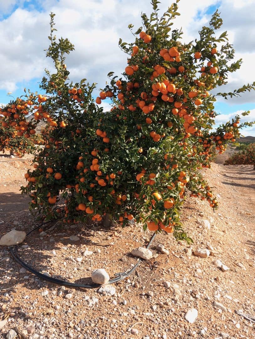 Finca/Landgut zu verkaufen in Orihuela - 1.650.000 € (Ref: 9571739)