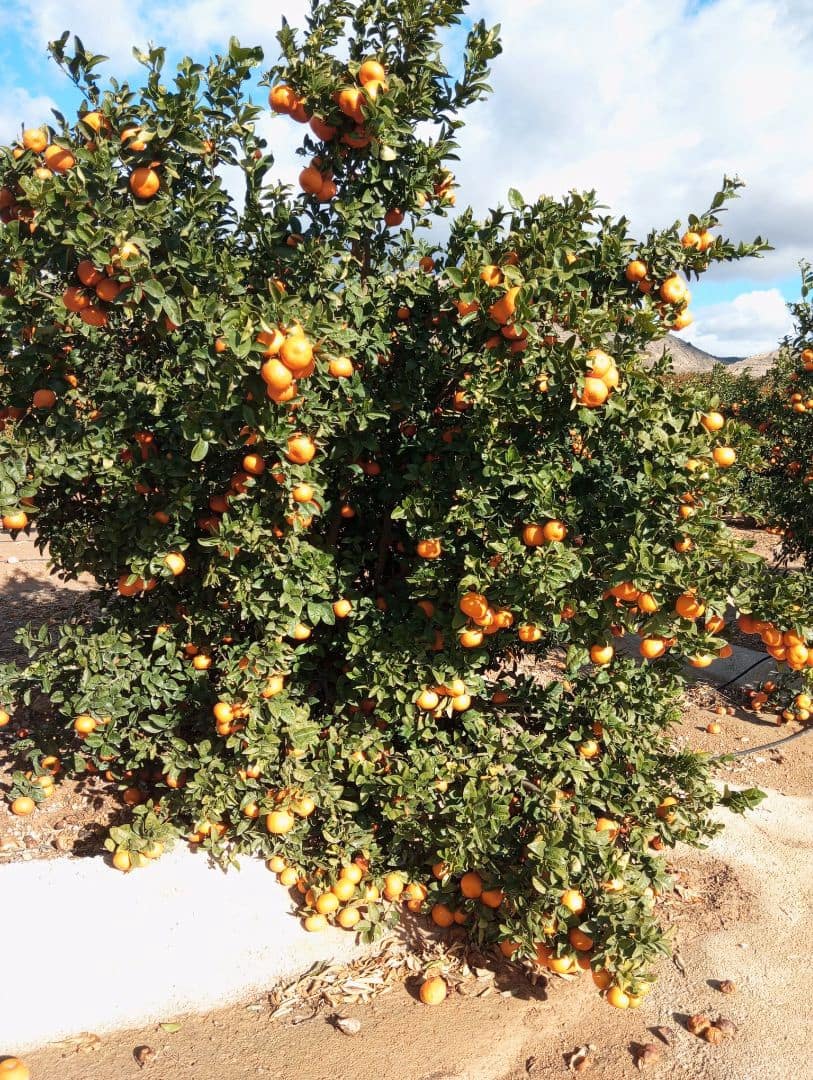 Finca/Landgut zu verkaufen in Orihuela - 1.650.000 € (Ref: 9571739)