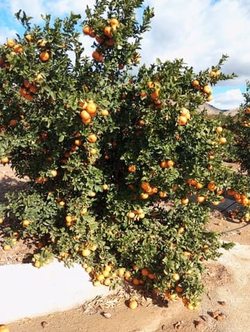 Finka/Dom wiejski na sprzedaż w Desamparados - Hurchillo - Torremendo, Orihuela - 1 650 000 € (Ref: 9571739)