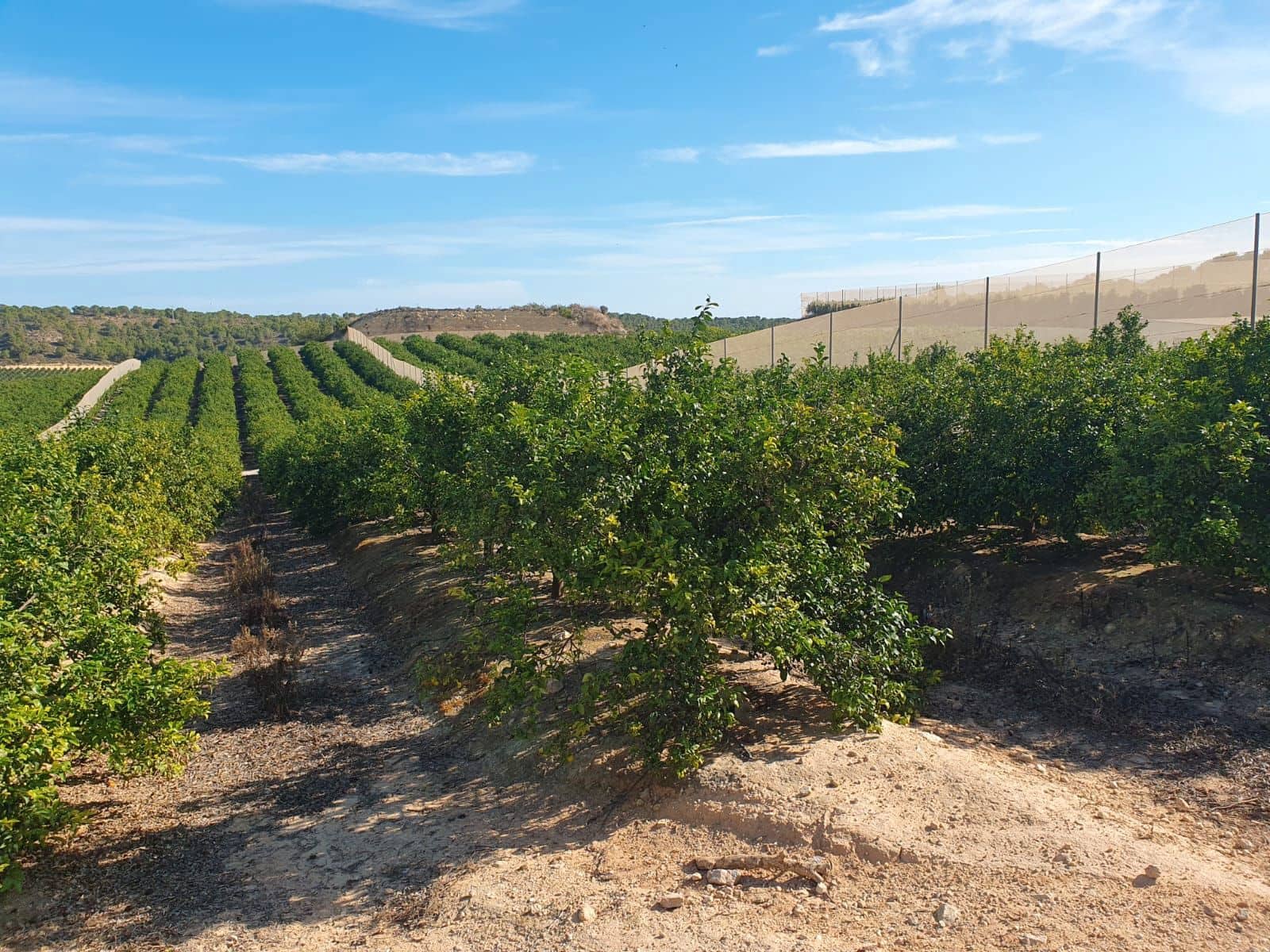 Finca/Landgut zu verkaufen in Orihuela - 1.650.000 € (Ref: 9571739)