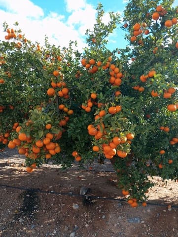 Finca/Hus på landet till salu i Corvera, Murcia stad - 3 000 000 € (Ref: 9598297)