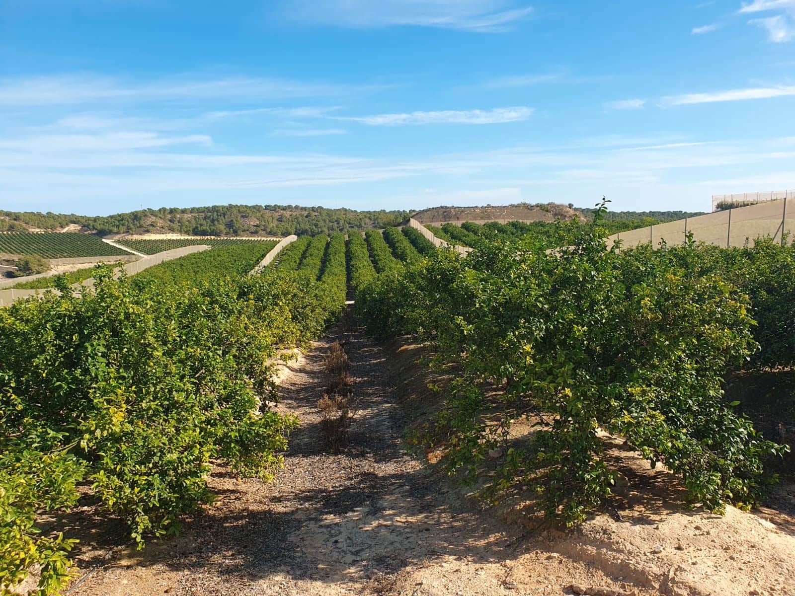 Finca/Country House for sale in Orea - € 13,000,000 (Ref: 9598298)