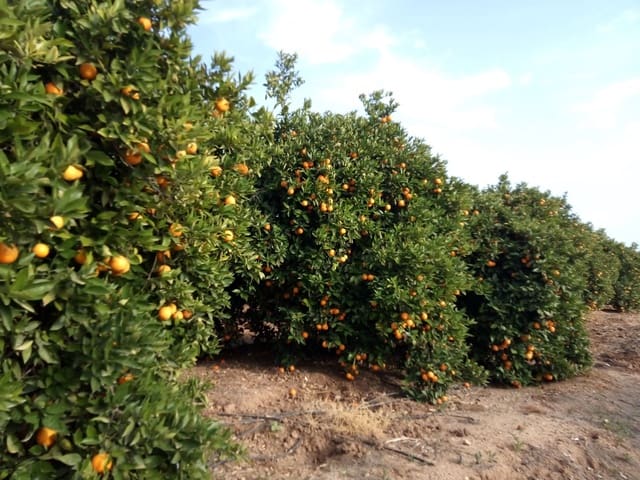 Finca/Casa di Campagna in vendita in Torreagüera, Murcia città - 80.000 € (Rif: 9599825)