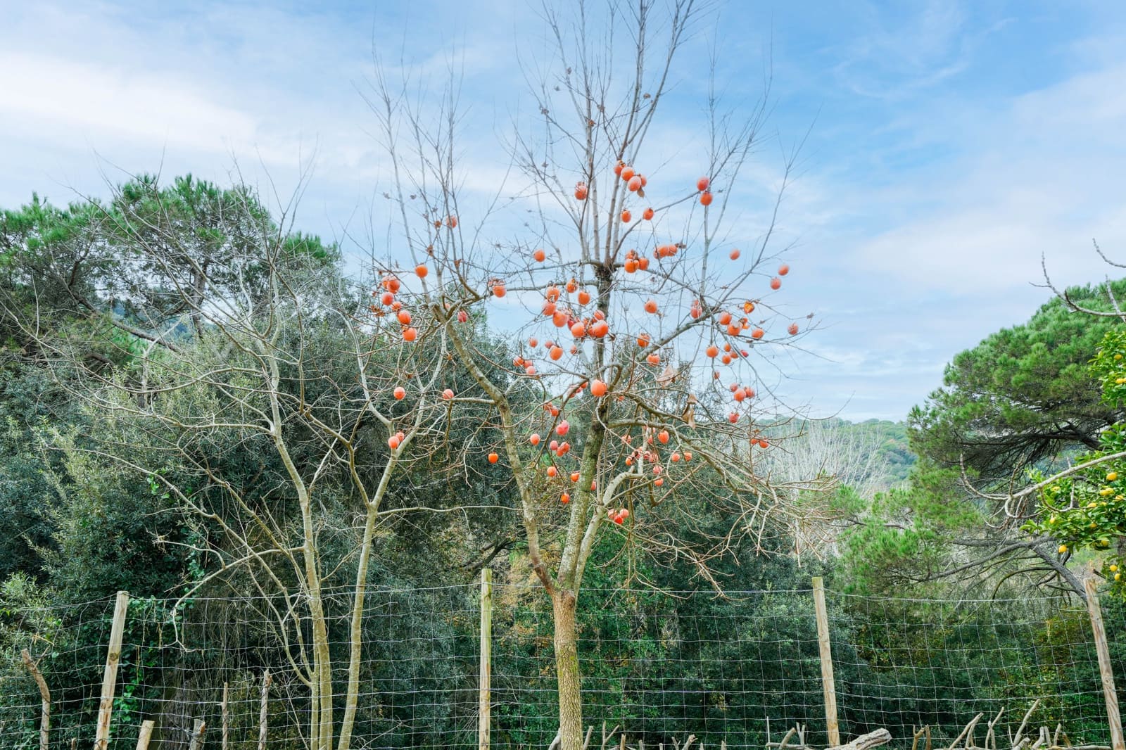 5 camera da letto Villa in vendita in Orrius con piscina - 690.000 € (Rif: 9474524)