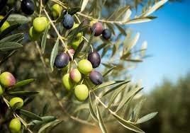 Mark till salu i Alange - 1 695 000 € (Ref: 9194682)