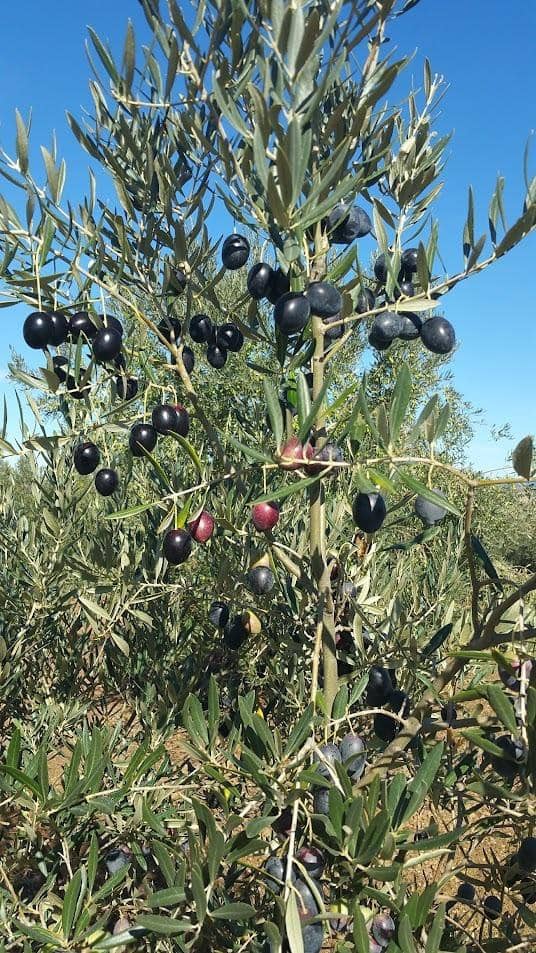 Mark till salu i Alange - 1 695 000 € (Ref: 9194682)