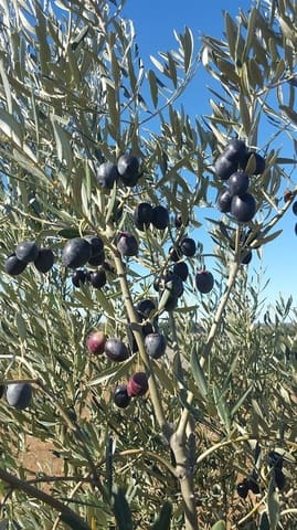 Mark till salu i Alange - 1 695 000 € (Ref: 9194682)