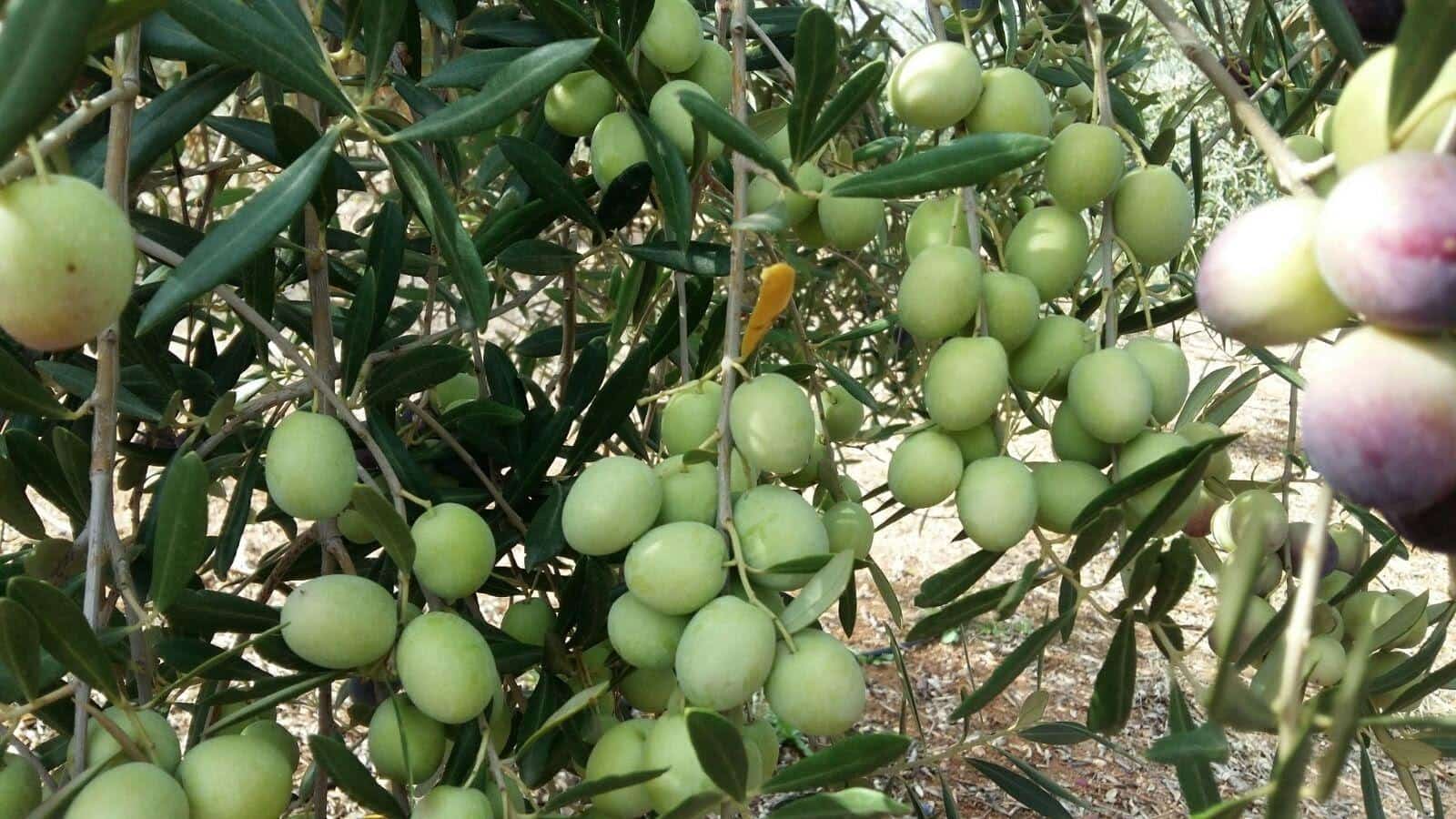 Mark till salu i Alange - 1 695 000 € (Ref: 9194682)