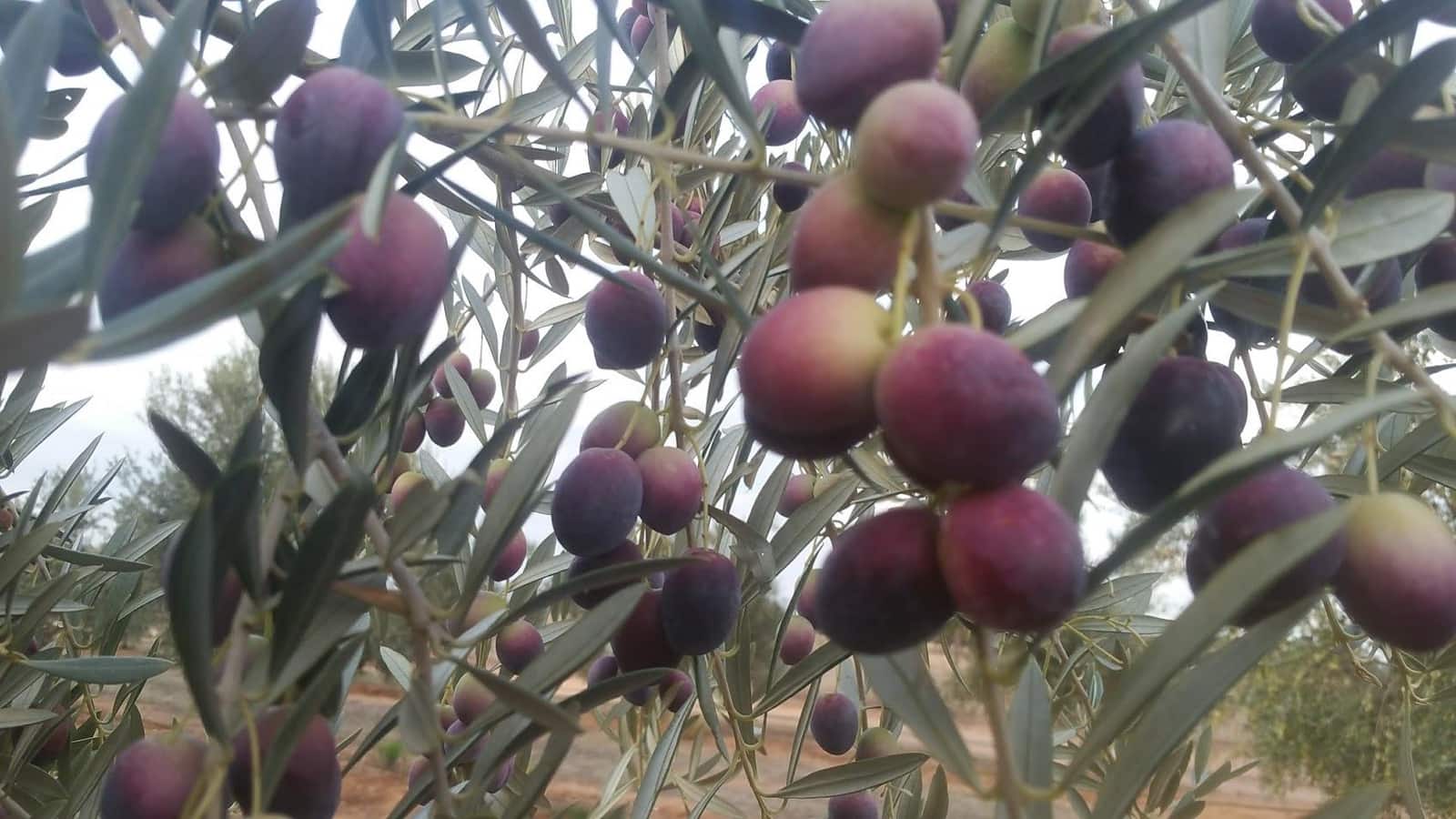 Mark till salu i Alange - 1 695 000 € (Ref: 9194682)