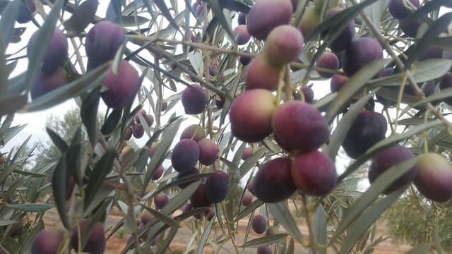 Mark till salu i Alange - 1 695 000 € (Ref: 9194682)