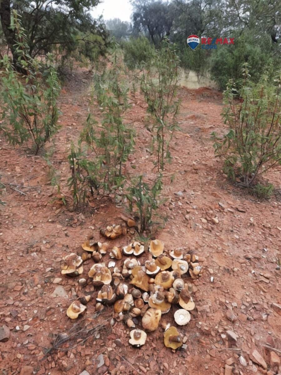 Grunde uden byggetilladelser til salg i Alburquerque - € 245.000 (Ref: 9194684)