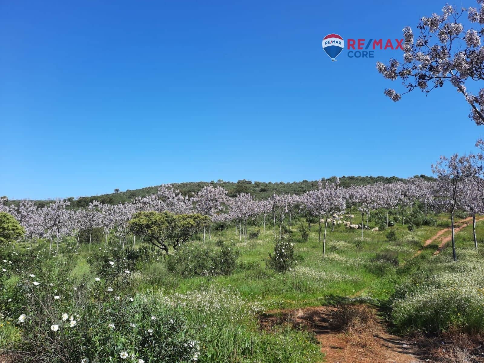 Grunde uden byggetilladelser til salg i Alburquerque - € 245.000 (Ref: 9194684)