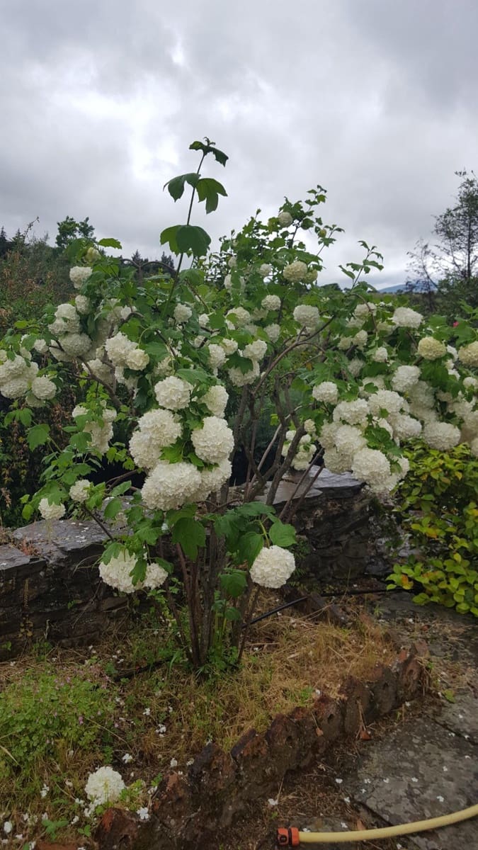 6 soveværelse Finca/Landehus til salg i Plasencia med swimmingpool garage - € 1.350.000 (Ref: 9194688)