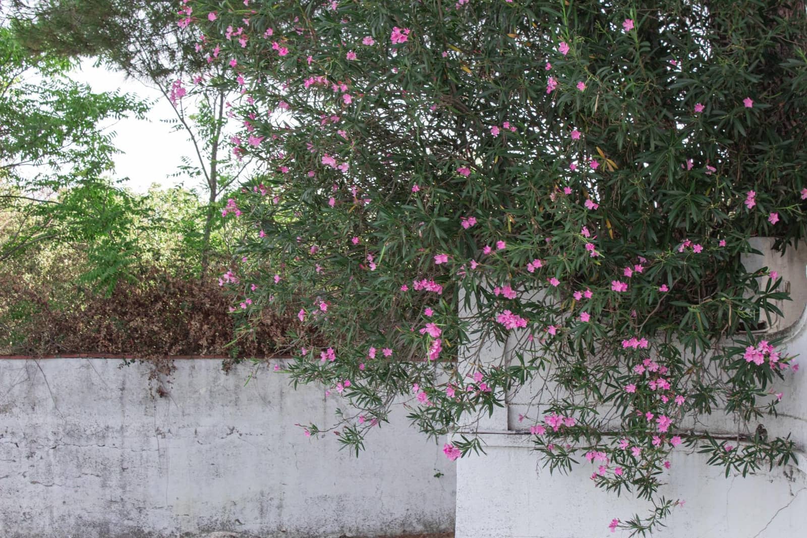 6 soveværelse Finca/Landehus til salg i Plasencia med swimmingpool garage - € 1.350.000 (Ref: 9194688)