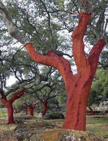 Grunde uden byggetilladelser til salg i Cáceres by - € 2.110.000 (Ref: 9456267)