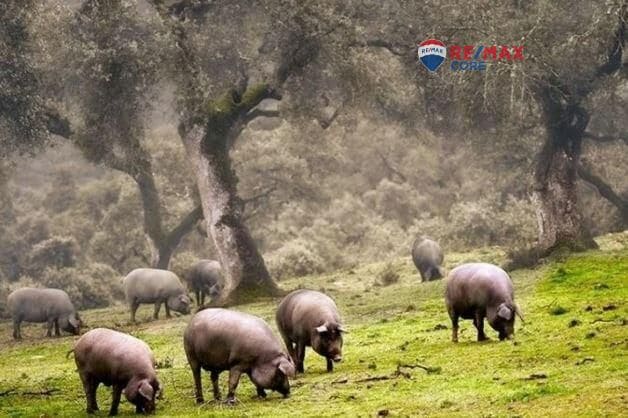 Teren niezagospodarowany na sprzedaż w Miasto Badajoz - 4 990 000 € (Ref: 9533739)