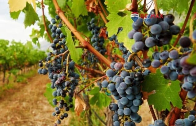 Undeveloped Land for sale in Torre de Miguel Sesmero - € 239,575 (Ref: 9551498)