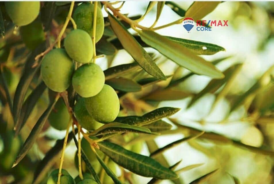 Undeveloped Land for sale in Torre de Miguel Sesmero - € 239,575 (Ref: 9551498)