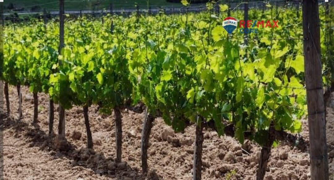 Undeveloped Land for sale in Torre de Miguel Sesmero - € 239,575 (Ref: 9551498)