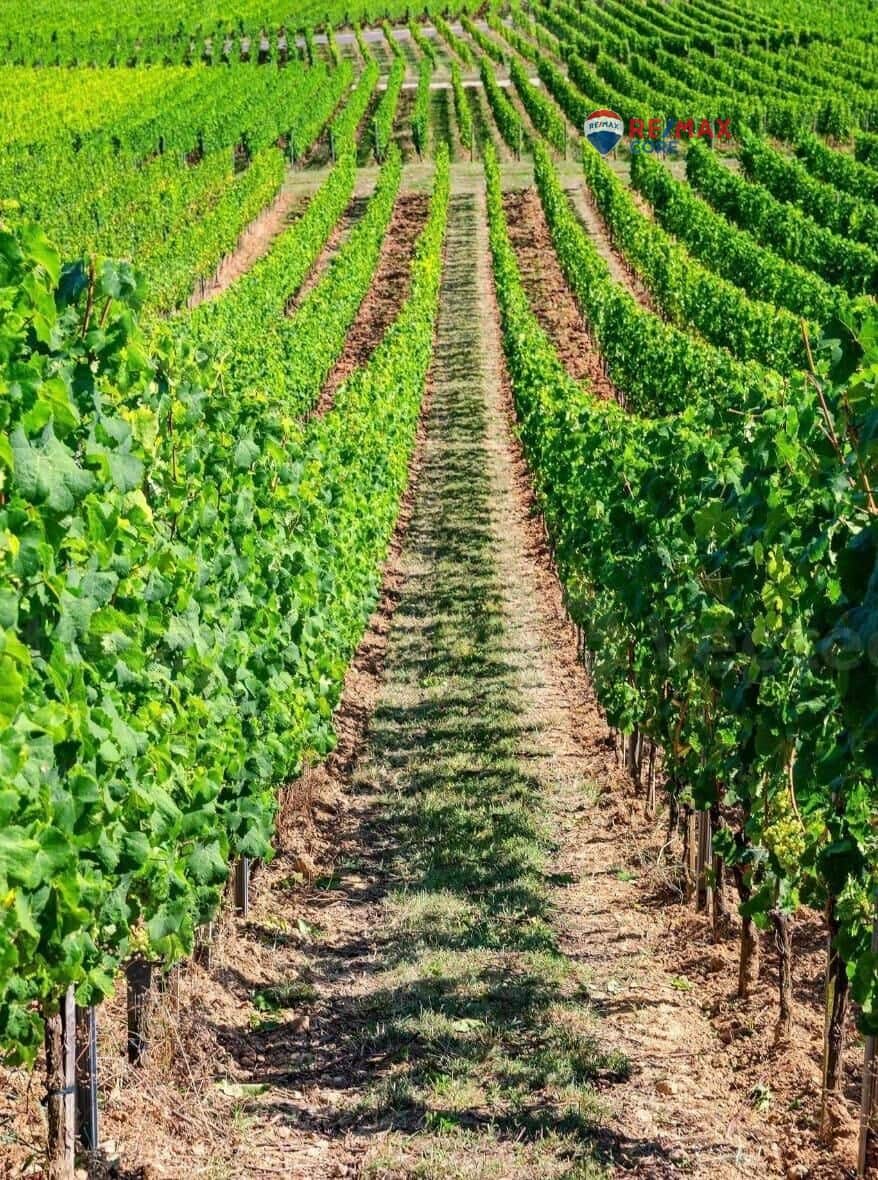 Undeveloped Land for sale in Torre de Miguel Sesmero - € 239,575 (Ref: 9551498)