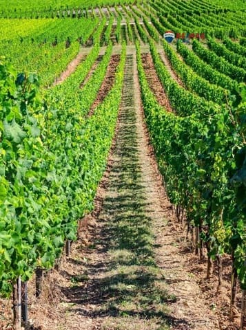 Undeveloped Land for sale in Torre de Miguel Sesmero - € 239,575 (Ref: 9551498)