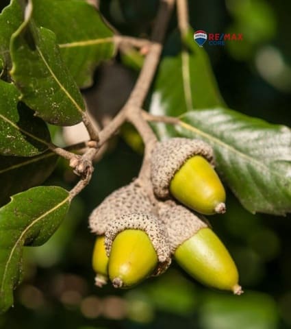 Terreno/Finca Rústica en La Roca de la Sierra en venta - 390.000 € (Ref: 9551499)