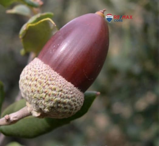 Mark till salu i La Roca de la Sierra - 390 000 € (Ref: 9652007)