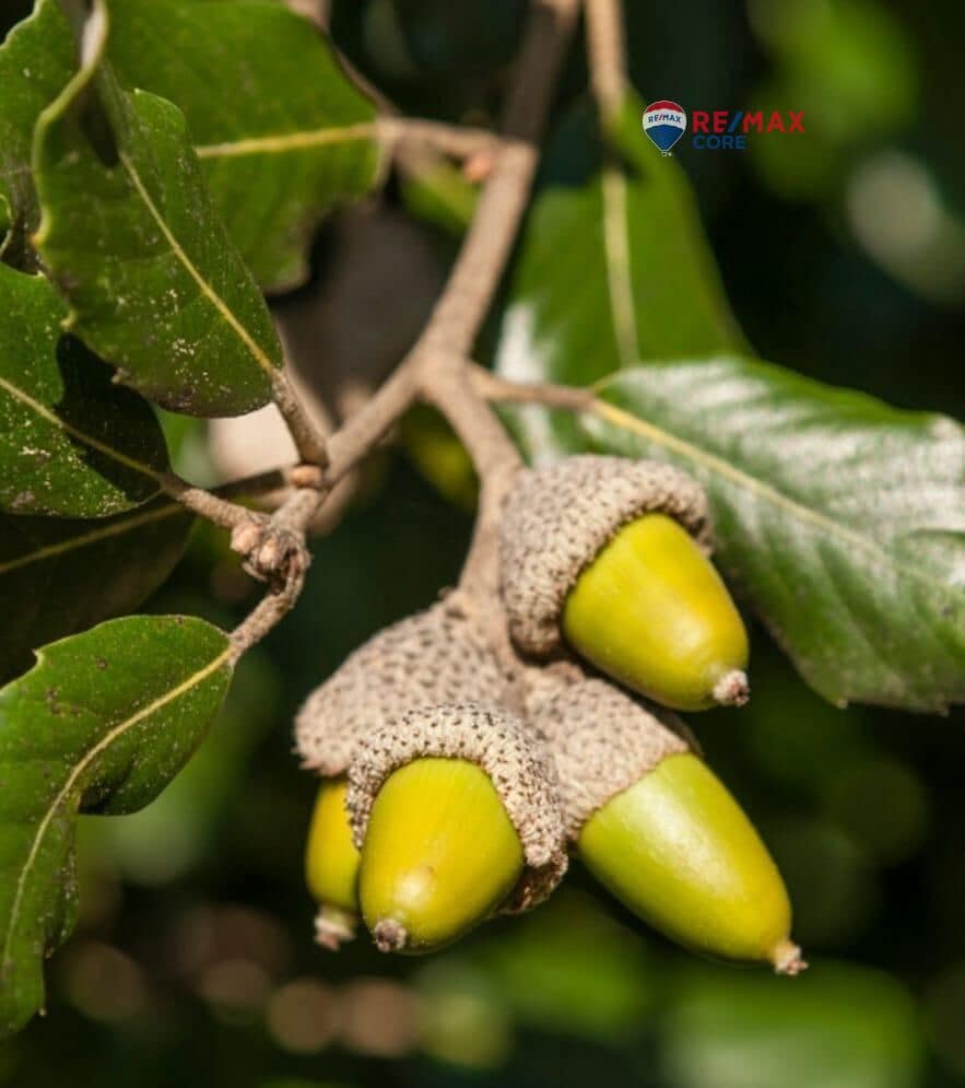 Mark till salu i La Roca de la Sierra - 390 000 € (Ref: 9652007)