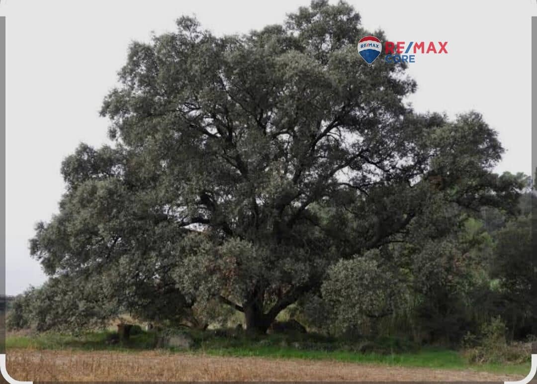 Mark till salu i La Roca de la Sierra - 390 000 € (Ref: 9652007)