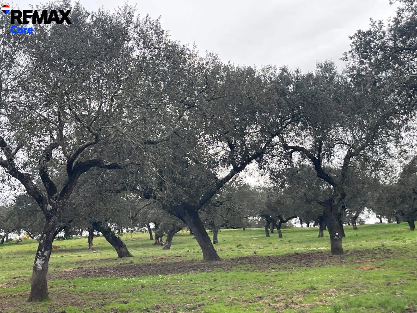 Ubebygd land til salgs i Jerez de los Caballeros - € 370 000 (Ref: 9659440)